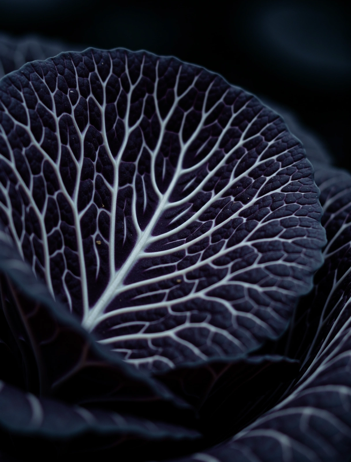 Botanische Struktur